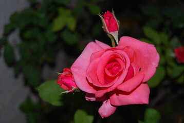 Pink Rose Flower and Rose Buds