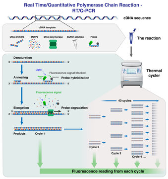 The different stages and cycles of cDNA molecule amplification by Real time/ Quantitative Polymerase Chain Reaction, RT-PCR or Q-PCR, in a thermal cycler, 3d illustration