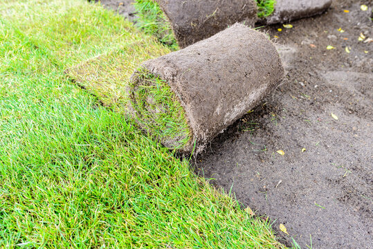 Green Grass In The Garden - Laying Lawn From A Roll - Sod For New Lawn