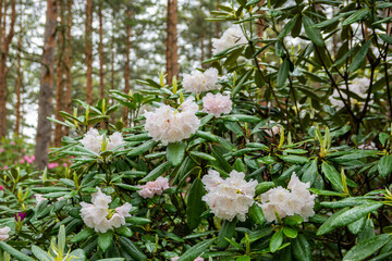 Blooming pale pink rhododendron after rain, Haaga Rhododendron Park, Helsiki, Finland