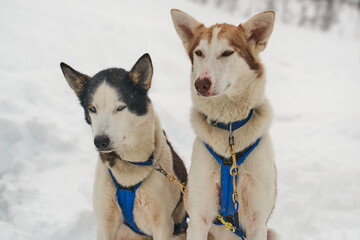Dog-sled team of alaskan huskies in Oksfjordbotn, Norway