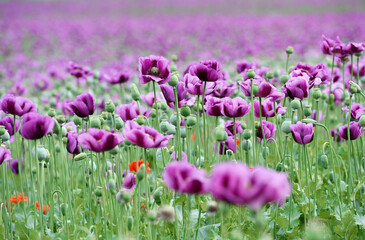 Amazing red or purple flowers of poppy in the field. Czech republic, Europe.
