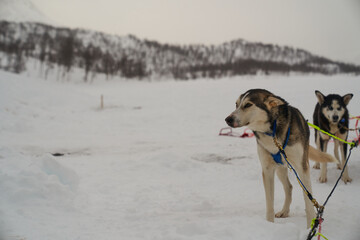 Dog-sled team of alaskan huskies in Oksfjordbotn, Norway