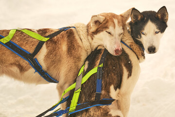 Dog-sled team of alaskan huskies in Oksfjordbotn, Norway