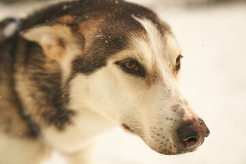 Dog-sled team of alaskan huskies in Oksfjordbotn, Norway