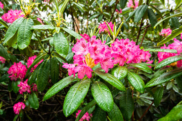 Fototapeta premium Blooming pink rhododendron after rain, Haaga Rhododendron Park, Helsiki, Finland