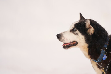 Dog-sled team of alaskan huskies in Oksfjordbotn, Norway