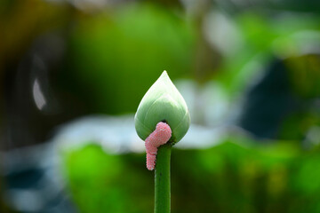 green lotus flower