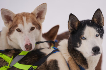 Dog-sled team of alaskan huskies in Oksfjordbotn, Norway