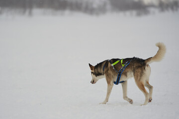 Fototapeta na wymiar Dog-sled team of alaskan huskies in Oksfjordbotn, Norway