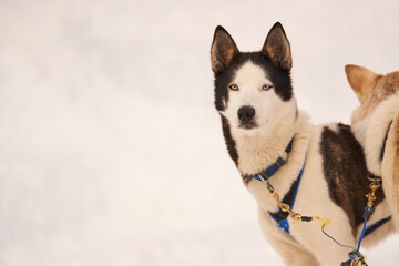 Dog-sled team of alaskan huskies in Oksfjordbotn, Norway