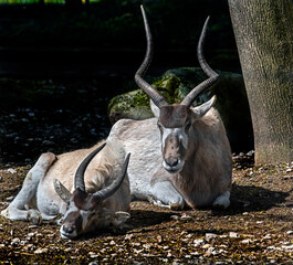 Addax antelope. Latin name - Addax nasomaculatus	
