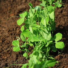 Fresh, growing pea plant seedling on garden bed