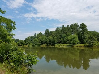 lake with trees and green plants