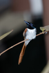 a sleeping bird; Paradise-Flycatcher