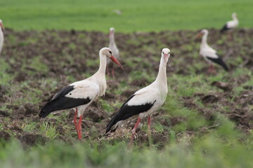 Obraz na płótnie Canvas White storks in a field