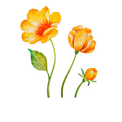 watercolor set of orange poppies, beautiful flowers