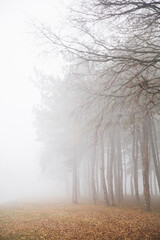 Trees in the foggy winter day