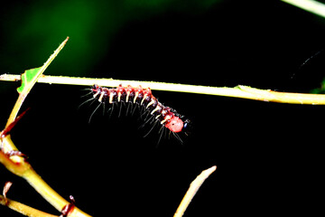 caterpillar on a branch