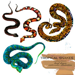 tropical snakes hand drawn watercolor illustration set	