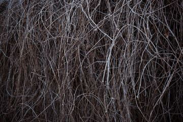 Fototapeta na wymiar Hedge of dry vine branches, nature background. Abstract of dry toned twigs on the fence.