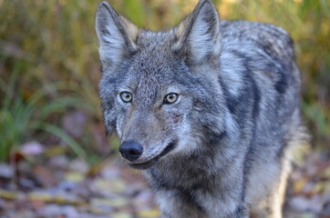 Obraz premium Eastern Wolf in the wild in Ontario, Canada.