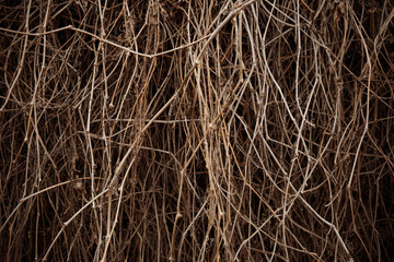 Hedge of dry vine branches, nature background. Abstract of dry toned twigs on the fence.