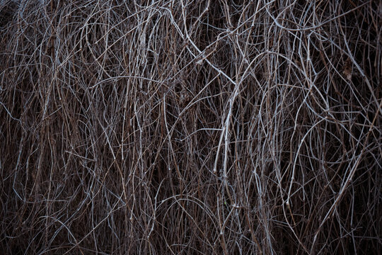 Hedge of dry vine branches, nature background. Abstract of dry toned twigs on the fence.