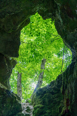 a cave in the forest