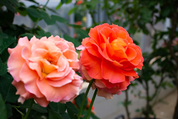 日本のとる公園にて。
オレンジとピンクのバラが色鮮やかで綺麗です。