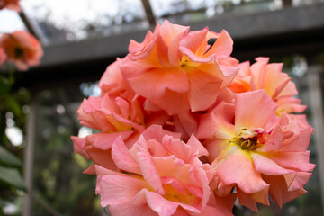 日本のとる公園にて。
ピンクのバラが色鮮やかで綺麗です。
