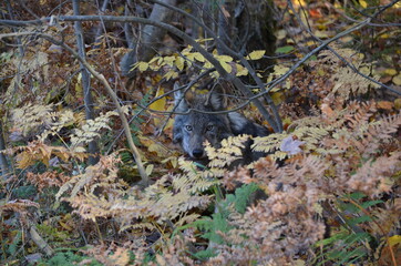 Naklejka na ściany i meble Eastern Wolf in the wild in Ontario, Canada.