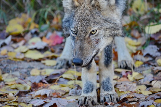 Eastern Wolf in the wild in Ontario, Canada.