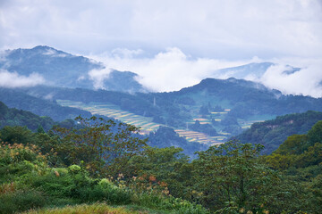 新潟県十日町市　霧が掛かった星峠の棚田
