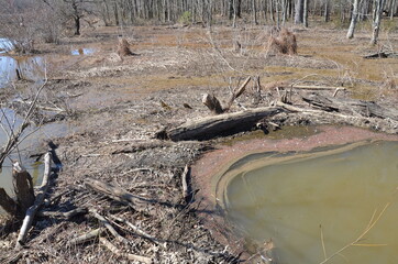 lake water with beaver dam and sticks