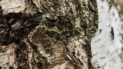 bark of the tree by a grain plan