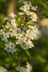 Close-up of white flowers of the hawthorn blooming in May. A herbaceous plant of the Rosaceae family with medicinal properties, used as a spice