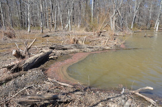 lake water with beaver dam and sticks
