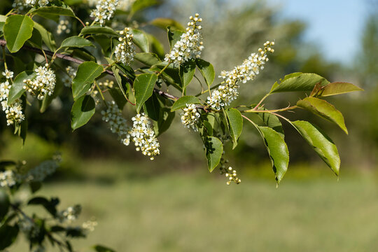 White flowers of bird cherry (Prunus padus, hackberry, hagberry, or Mayday tree), a flowering plant in the Rosaceae family, a species of cherry, deciduous tree or shrub