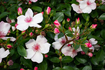 日本のとる公園にて。
白のバラが色鮮やかで美しいです。