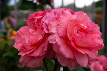 日本のとる公園にて。
ピンクのバラが色鮮やかで美しいです。