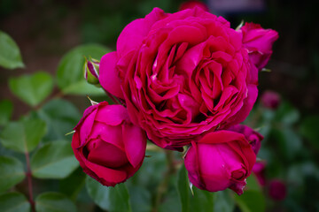 日本のとる公園にて。
ピンクのバラが色鮮やかで美しいです。