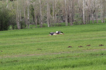 Obraz na płótnie Canvas White storks flying near ground