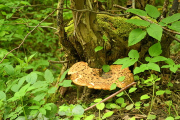 A close up on a massive orange, yellow dotted bracket fungus growing from the bark of an old...