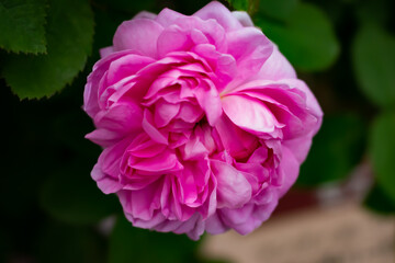 日本のとる公園にて。
ピンクのバラが色鮮やかで美しいです。