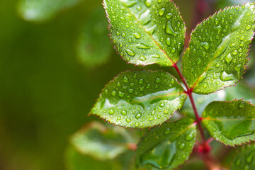 water drop on leaf at nature close-up macro. Fresh juicy green leaf in droplets of morning dew outdoors.