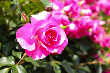 日本のとる公園にて。
ピンクのバラが色鮮やかで美しいです。