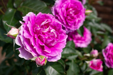 日本のとる公園にて。
ピンクのバラが色鮮やかで美しいです。