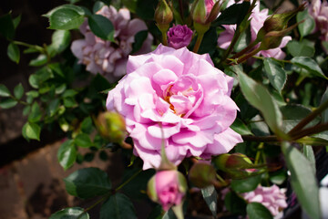 Obraz premium 日本のとる公園にて。 ピンクのバラが色鮮やかで美しいです。