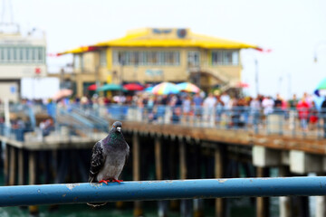 A pigeon staring at me